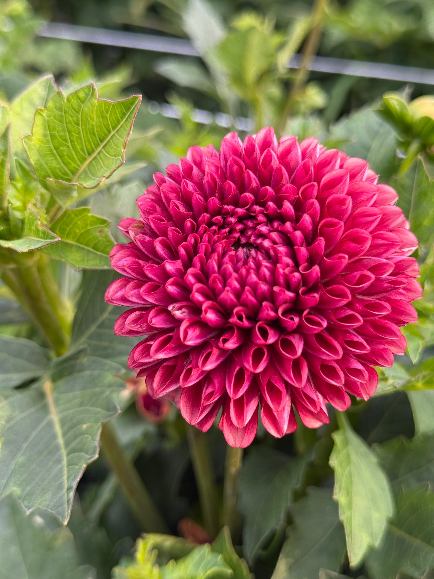 Dahlia Tuber Copper Boy - 5 Pack