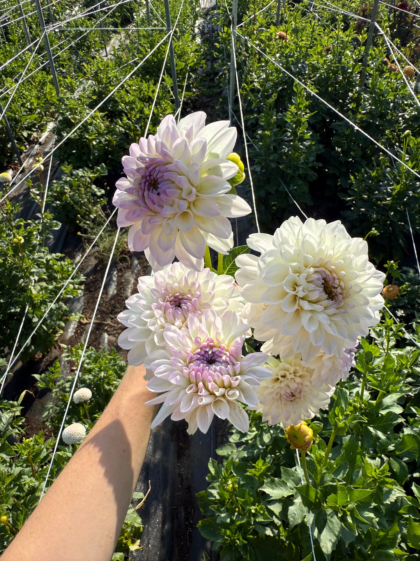 Dahlia Tuber Evaline