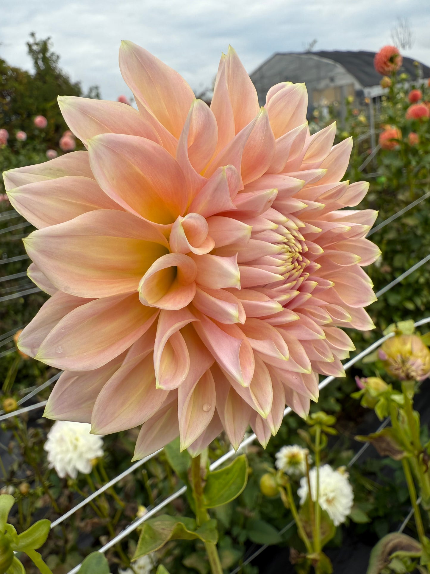 Dahlia Tuber Castle Drive