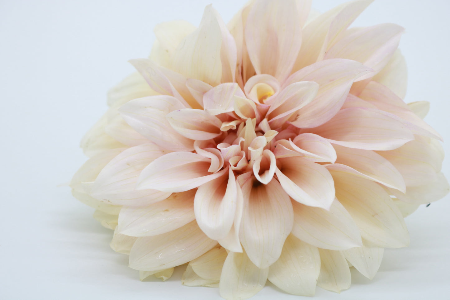 Dahlia Tuber Cafe Au Lait