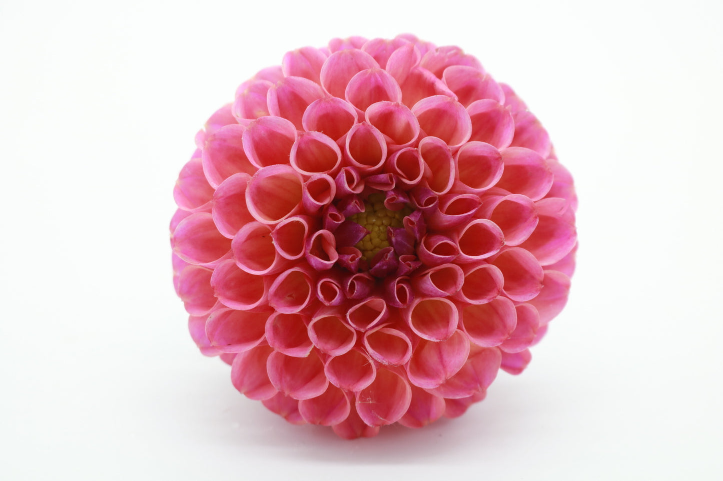 Dahlia Tuber Caitlyn's Joy