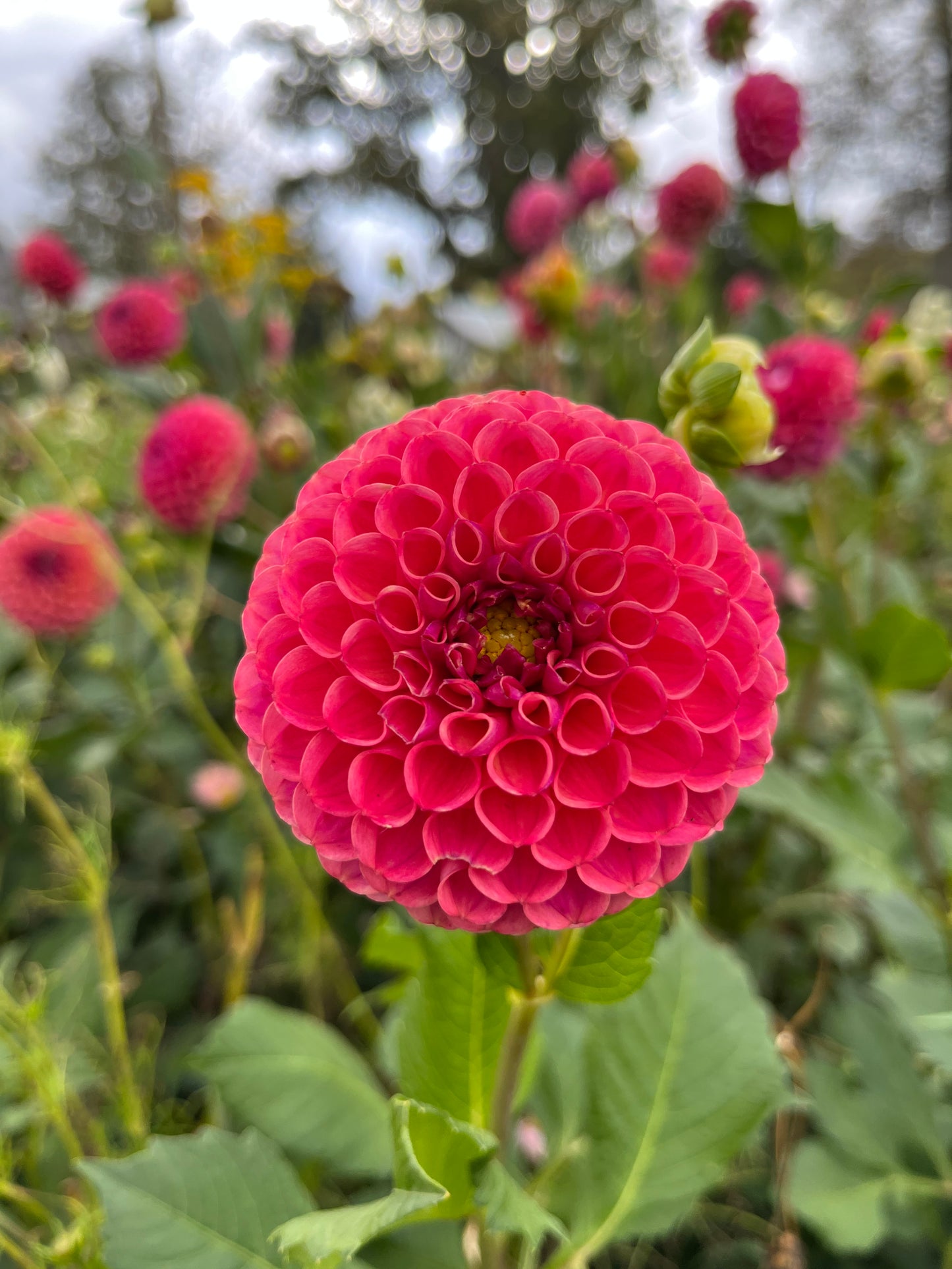 Dahlia Tuber Caitlyn's Joy