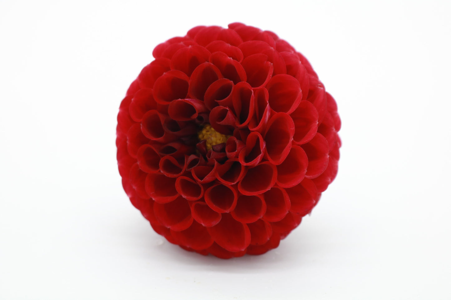 Dahlia Tuber Cornel