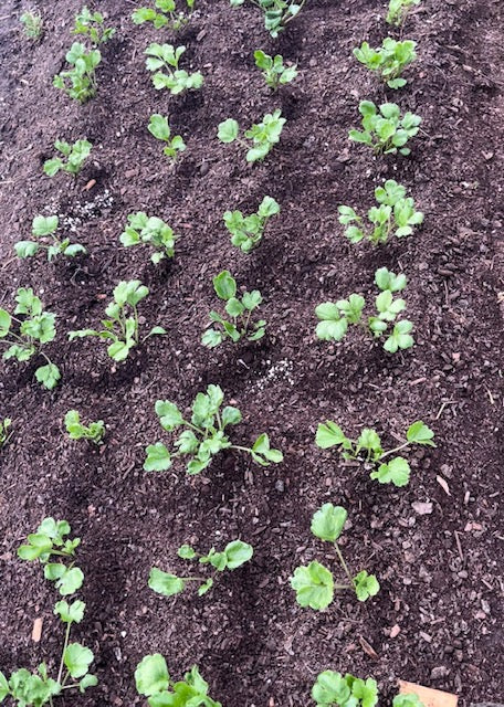 Ranunculus - 2 Pack Potted