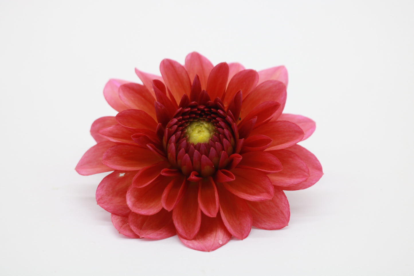 Dahlia Tuber Salmon Runner