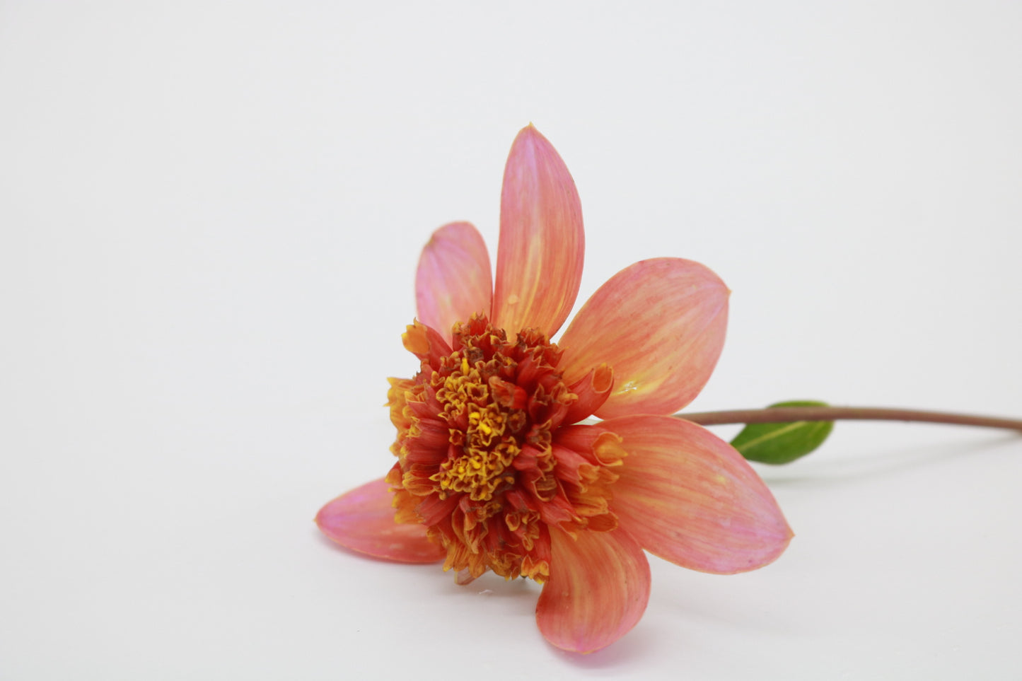 Dahlia Tuber Totally Tangerine