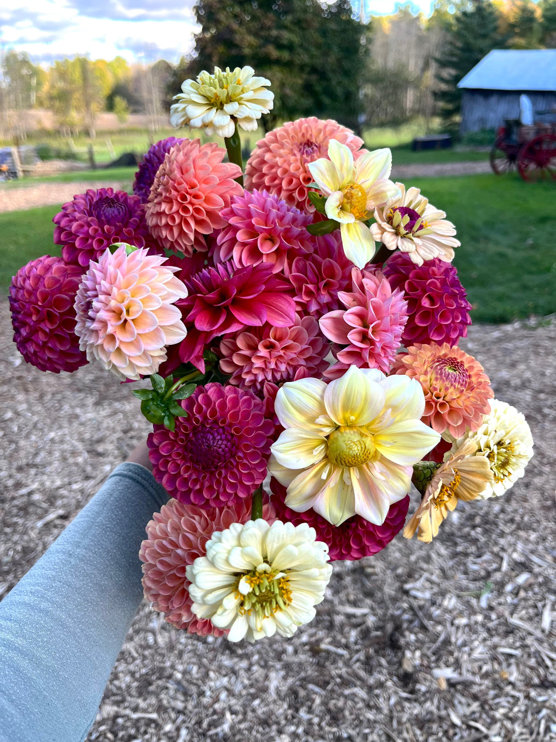 How to Plant Dahlia Tubers