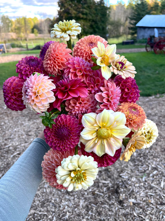 How to Plant Dahlia Tubers