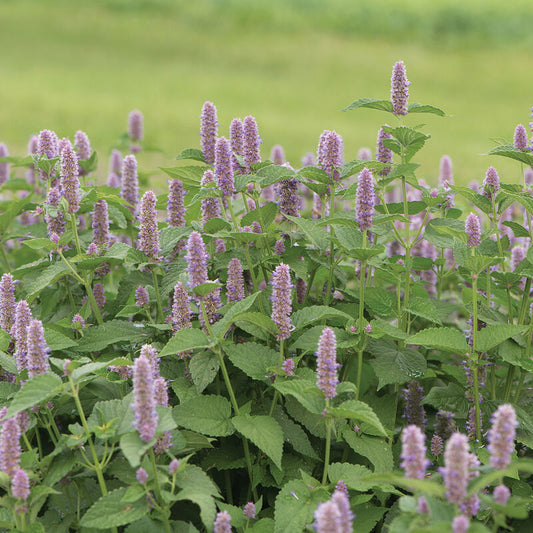 Anise Hyssop (9-Cell)