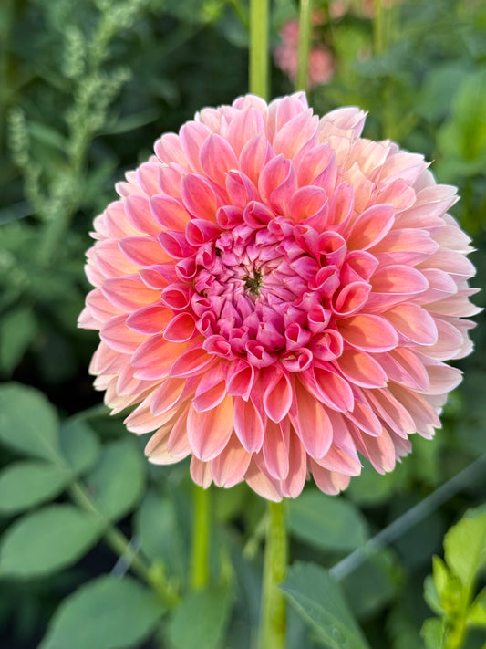 Dahlia Tuber Natalie G