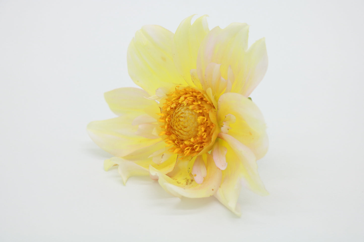 Dahlia Tuber Apple Blossom