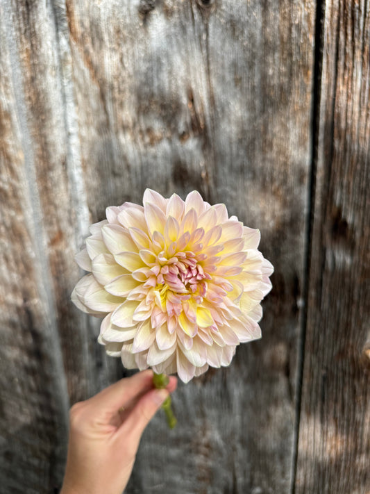 Dahlia Tuber Castle Drive