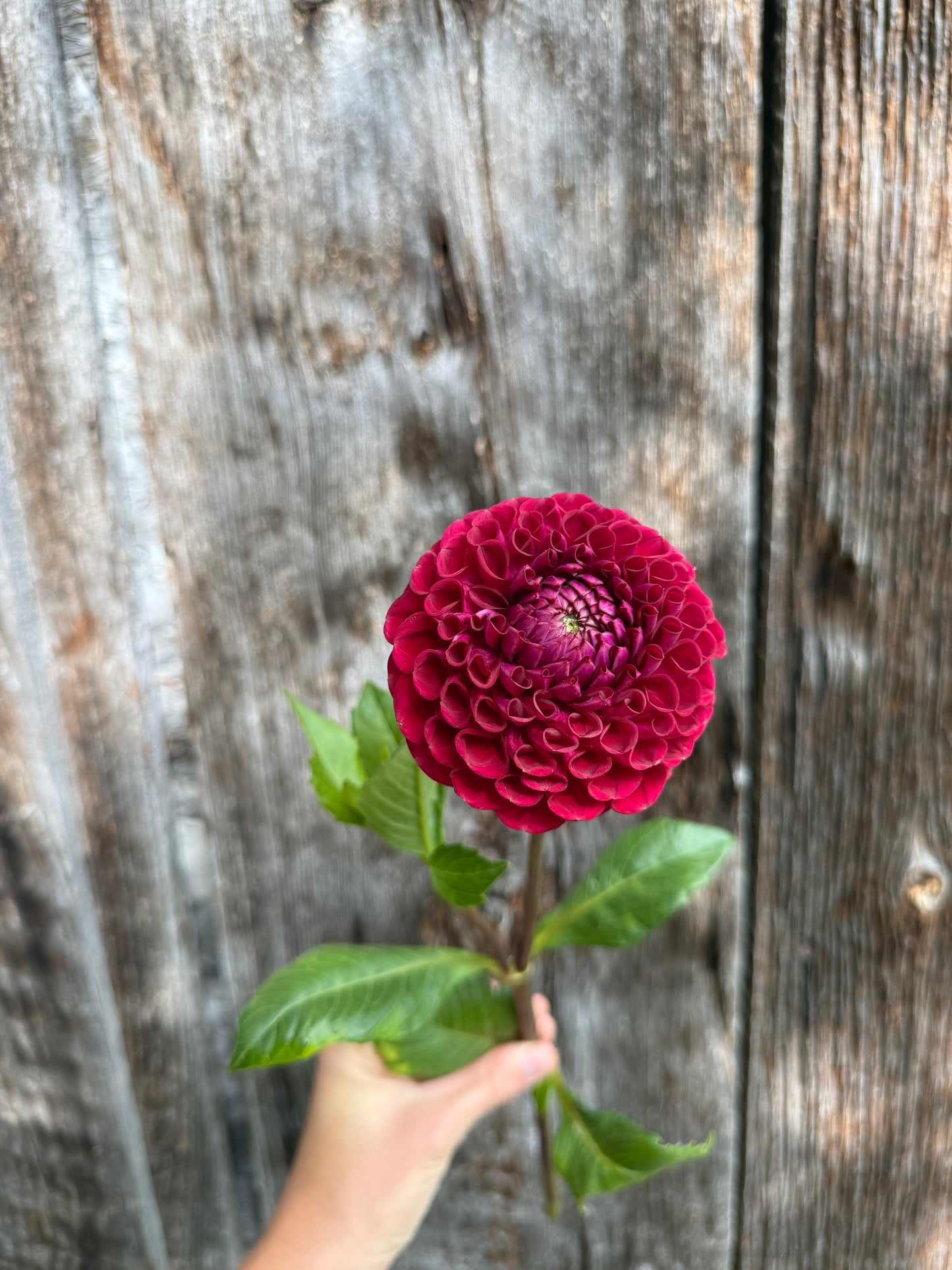 Dahlia Tuber Cornel - 5 Pack