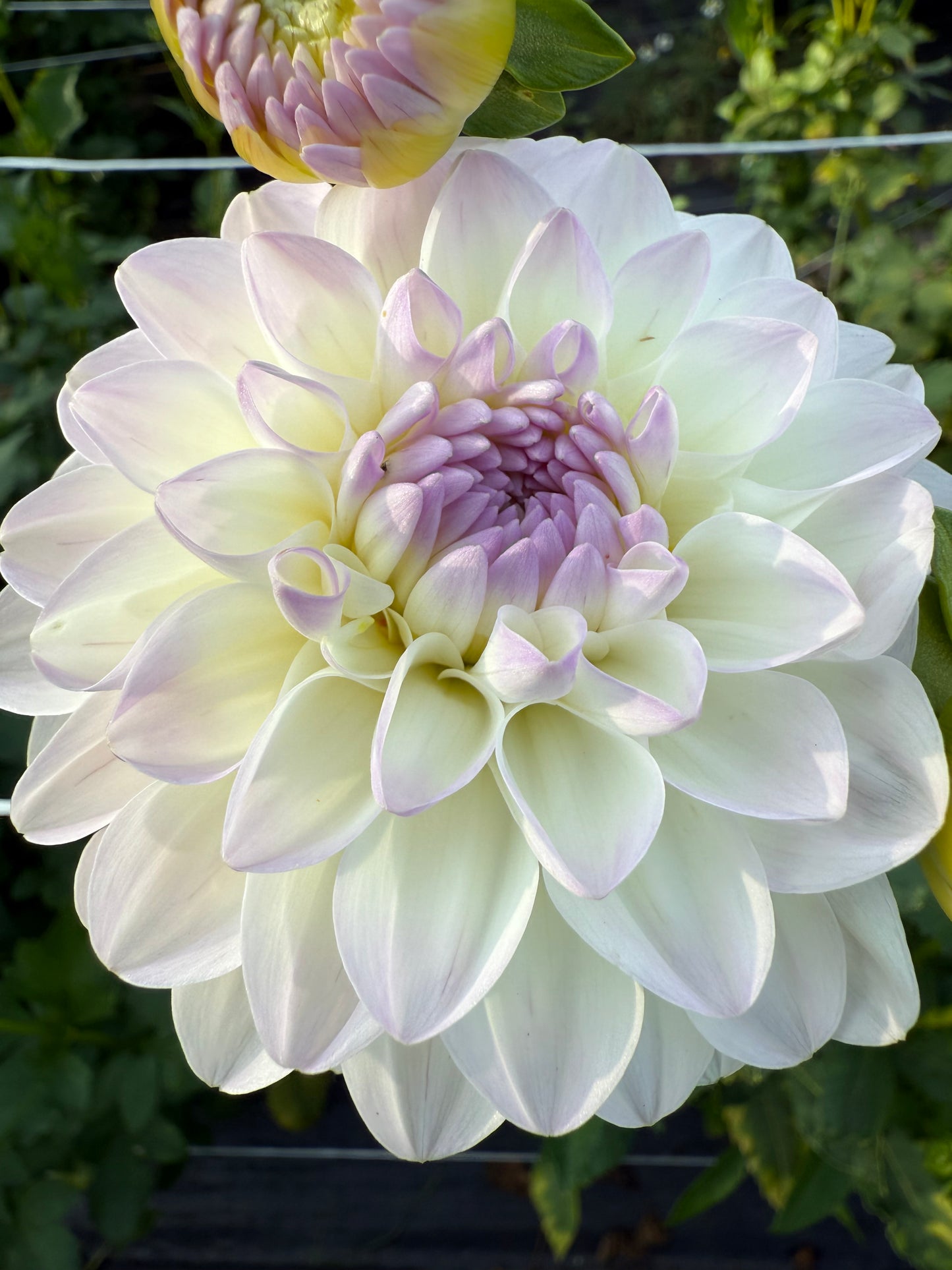 Dahlia Tuber Evaline