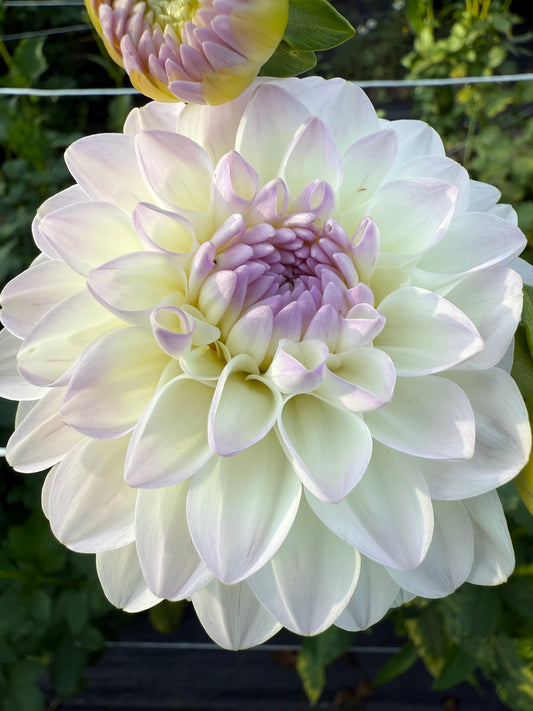 Dahlia Tuber Evaline