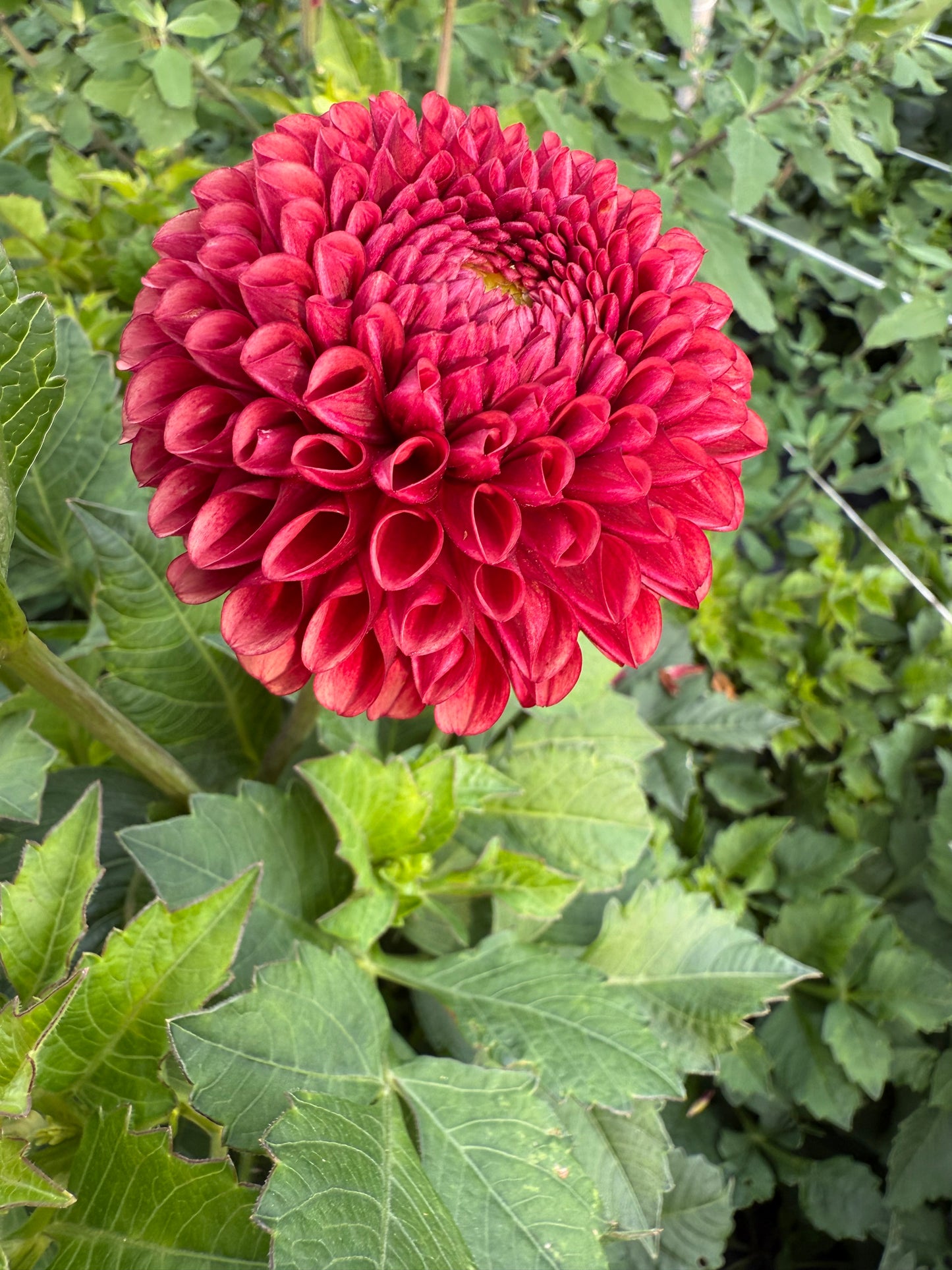 Dahlia Tuber Copper Boy - 5 Pack