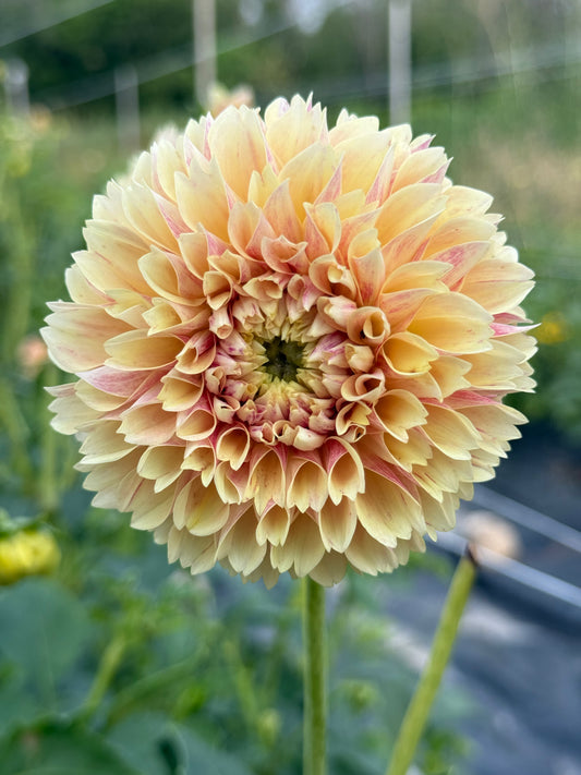 Dahlia Tuber Sweet Suzanne