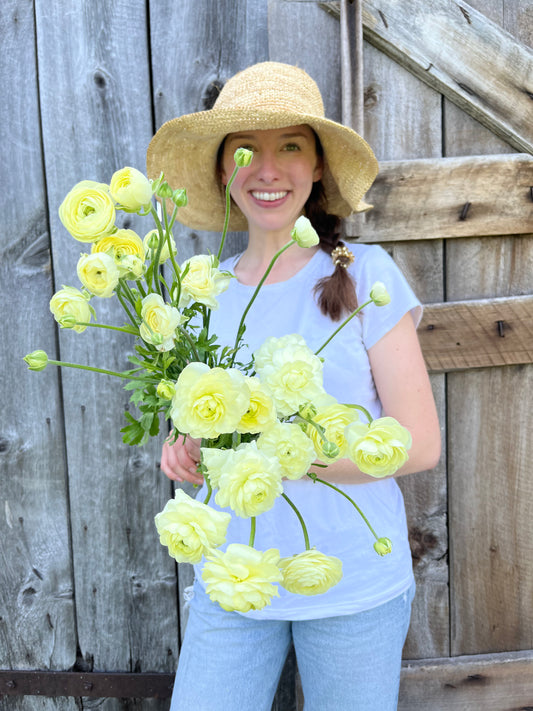 Ranunculus Corms (Crema - Light Yellow)