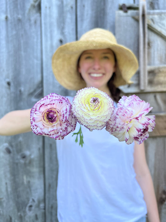 Ranunculus Corms (Straito)