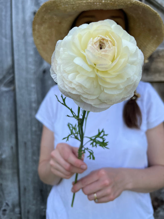 Ranunculus Corms (Sfumato)