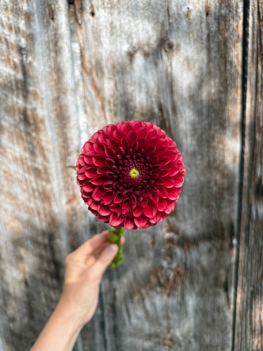 Dahlia Tuber Copper Boy