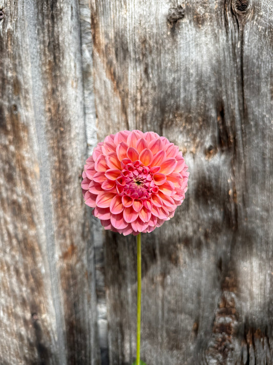 Dahlia Tuber Natalie G