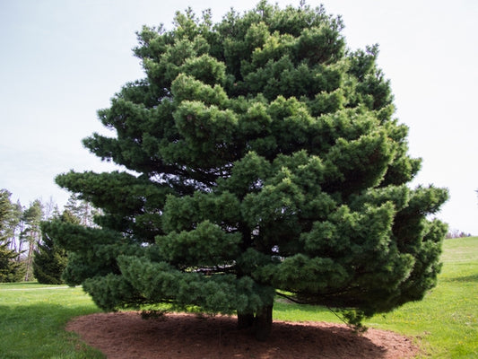 Eastern White Pine - Pinus Strobas