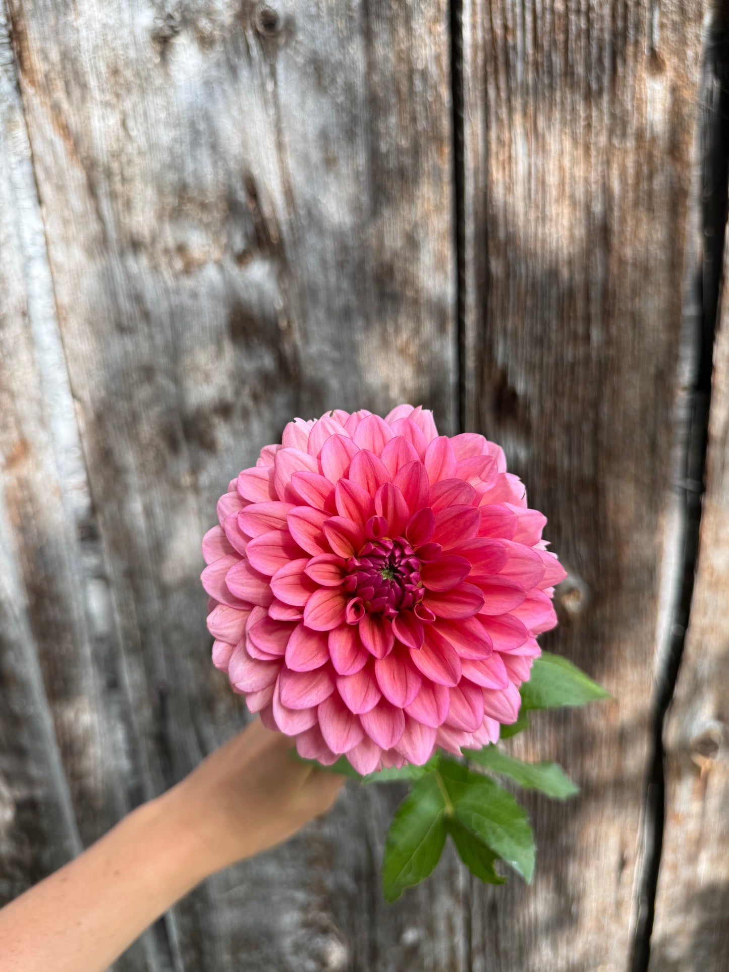 Dahlia Tuber Salmon Runner