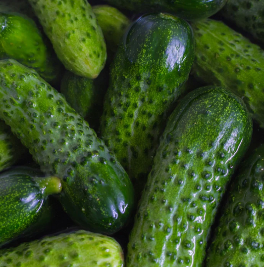 Cucumber Seedling - National Pickling
