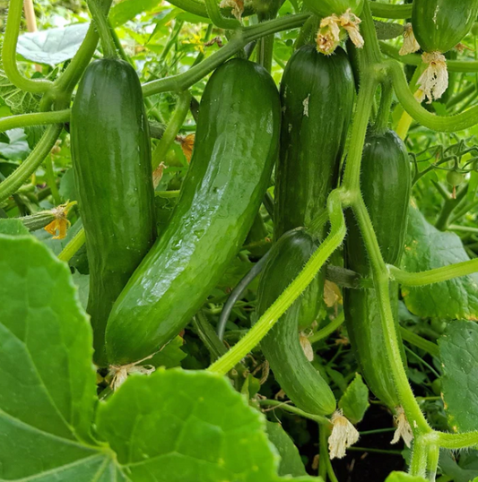 Cucumber Seedling - Tender Green Burpless