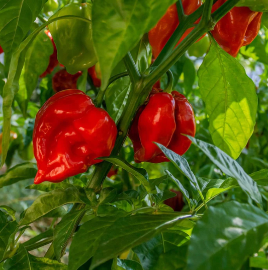 Habanero Hot Pepper Seedling