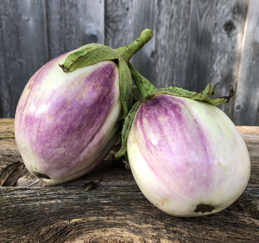 Eggplant Seedling - Rosa Bianca
