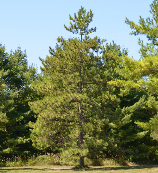Red Pine - Pinus resinosa