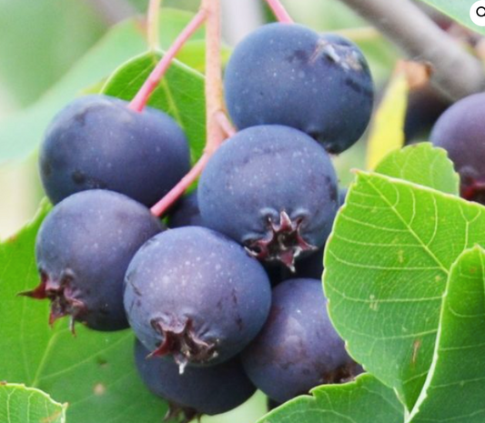 Blueberry Seedling- Chandler