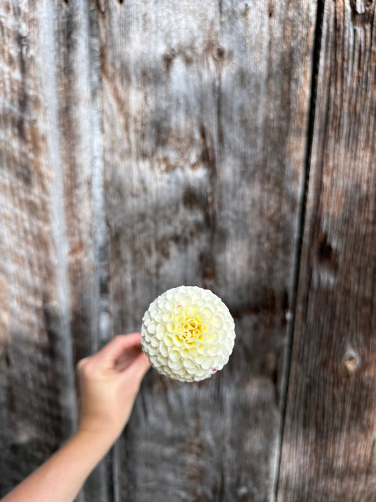 Dahlia Tuber Small World