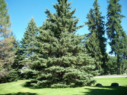 White Spruce Seedling - Picea Glauca