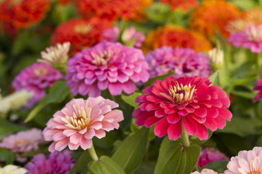 Zinnias Pack (9-Cell)