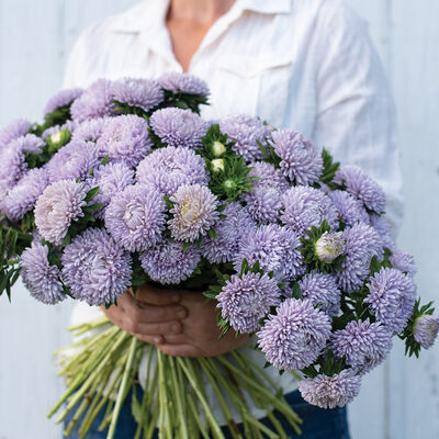Asters Lady Coral Lavender