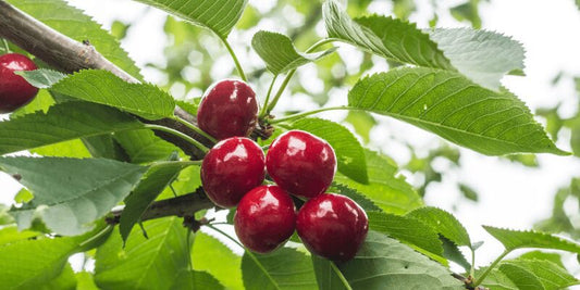 2 Dwarf Cherry Seedlings - Assorted Hardy