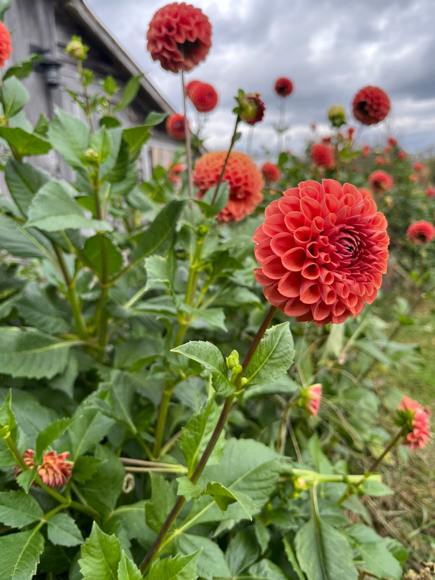 Dahlia Tuber Cornel Bronze