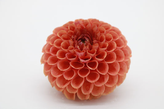 Dahlia Tuber Cornel Bronze