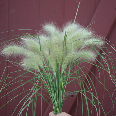 Ornamental Grass Feather Top