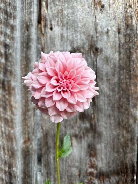 Dahlia Tuber Peaches N Cream