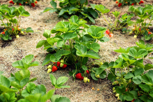 Strawberry Seedling - All Star