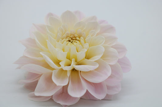 Dahlia Tuber Sweet Natalie