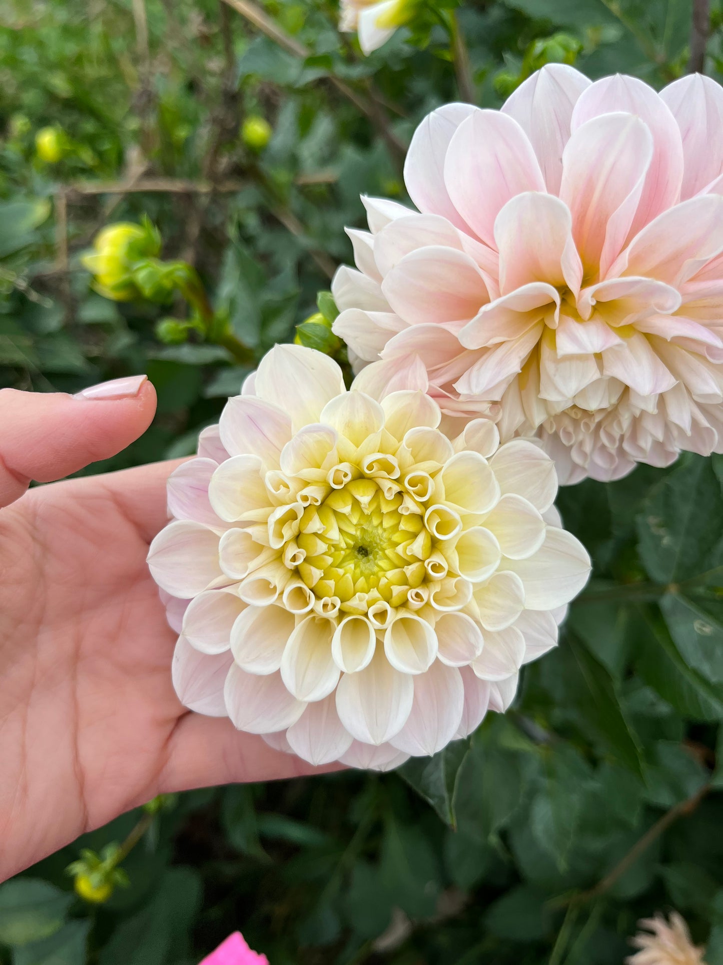 Dahlia Tuber Sweet Natalie
