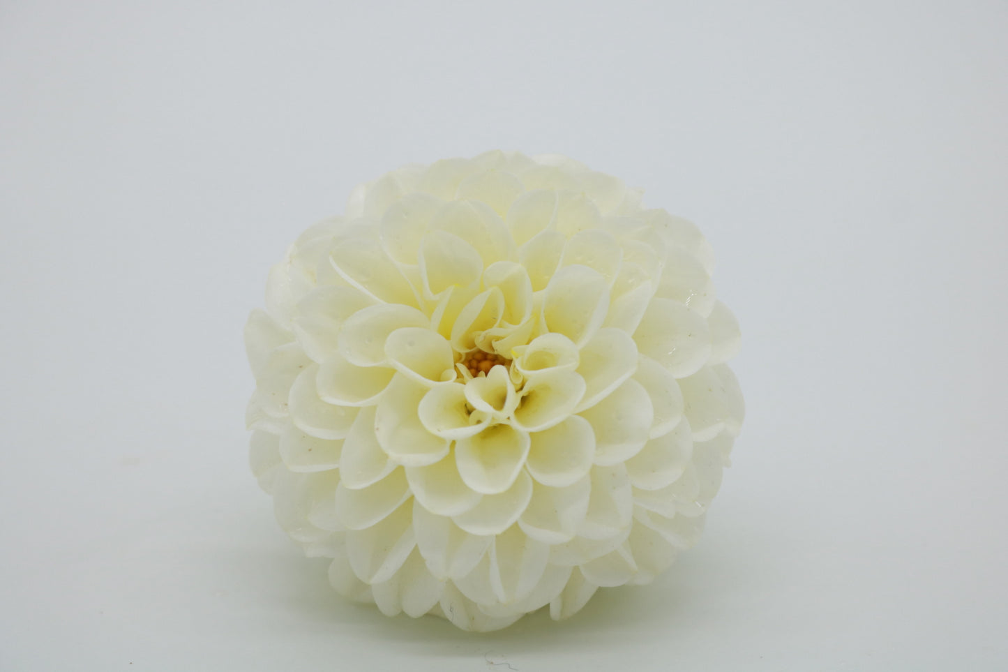 Dahlia Tuber White Aster