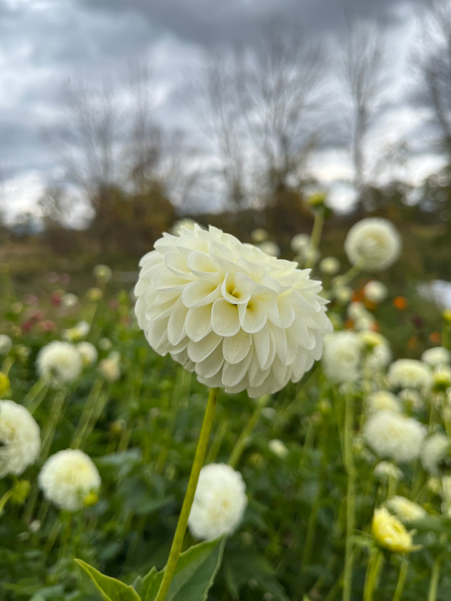 Dahlia Tuber White Aster